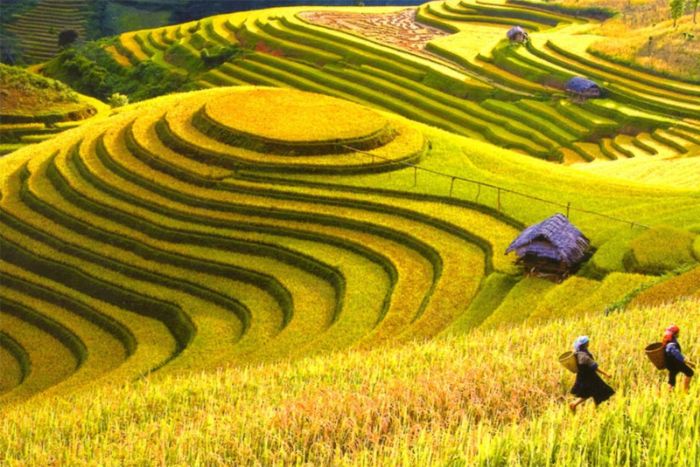 October reveals the valley's golden rice fields