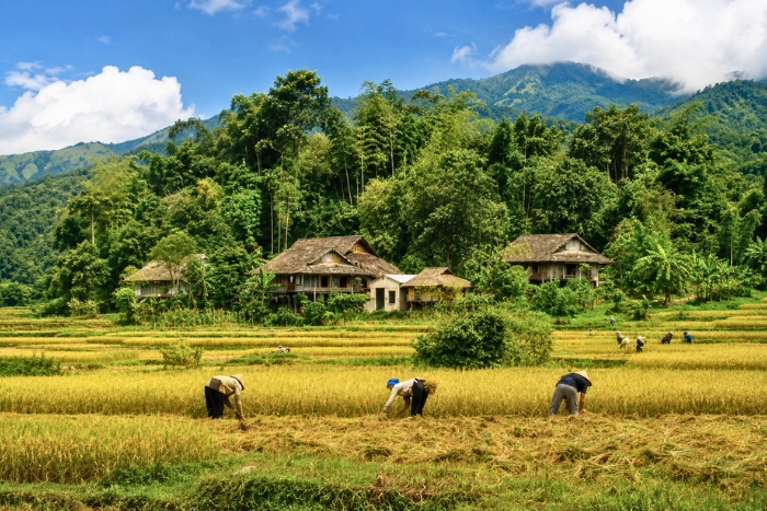 Admiring the golden landscapes of Mai Chau during the harvest season