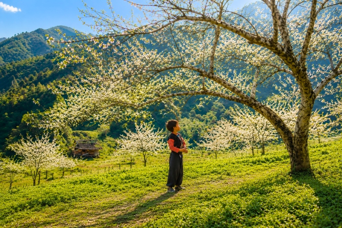 Admiring bauhinia flowers in Mai Chau in spring