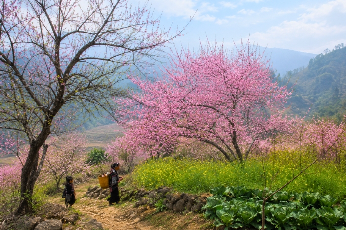 What to do in Mai Chau in winter ? Discover the flowers that beautify the valley