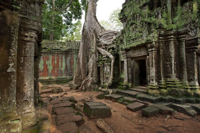 Ta Prohm’s Giant Roots: A Highlight of the Vietnam Cambodia 21-Day Itinerary, Evoking the Tomb Raider Film