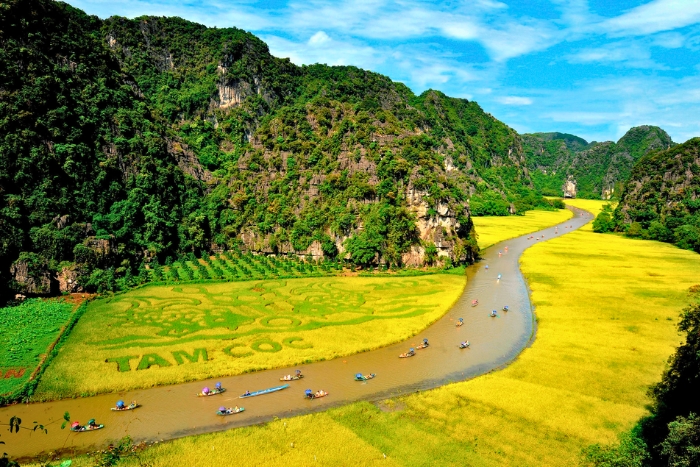 The iconic landscape of Tam Coc in harvest season