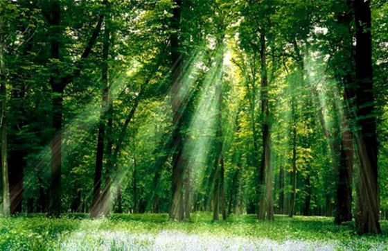 Experiences Of Traveling In Cuc Phuong National Park