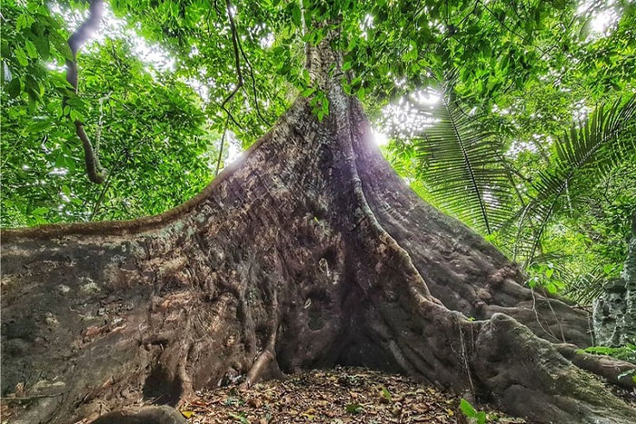 The ancient Tree "Sau"