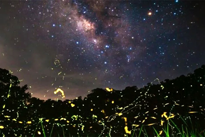 Fireflies at night in Cuc Phuong