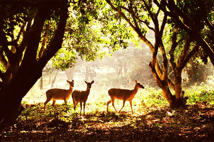 Barking deers in Cuc Phuong