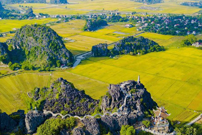 The Ripe Rice Season in Ninh Binh