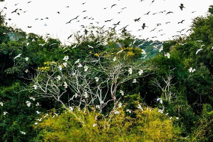 Thousands of birds return to the reserve to nest at the end of the day