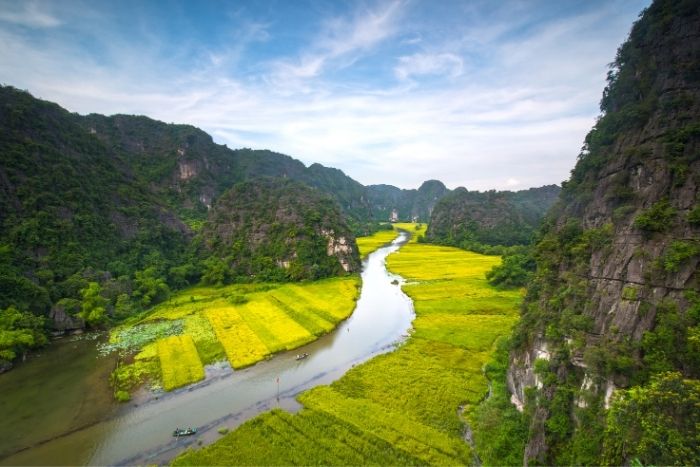Enjoy stunning views of golden rice fields from the Ngo Dong river