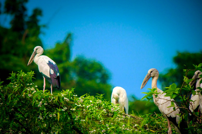 Thung Nham bird park in Ninh Binh