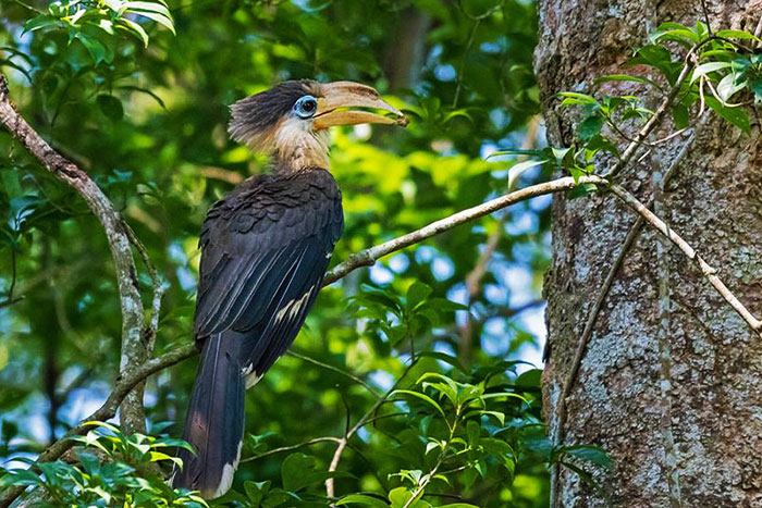 Bird-watching in Cuc Phuong National Park