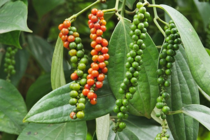 Peaceful stroll through the pepper plantations