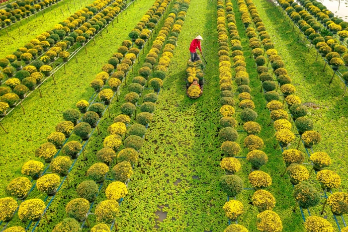 Sa Dec is one of the largest centers of flower and ornamental plant production in the Mekong Delta and southern Vietnam