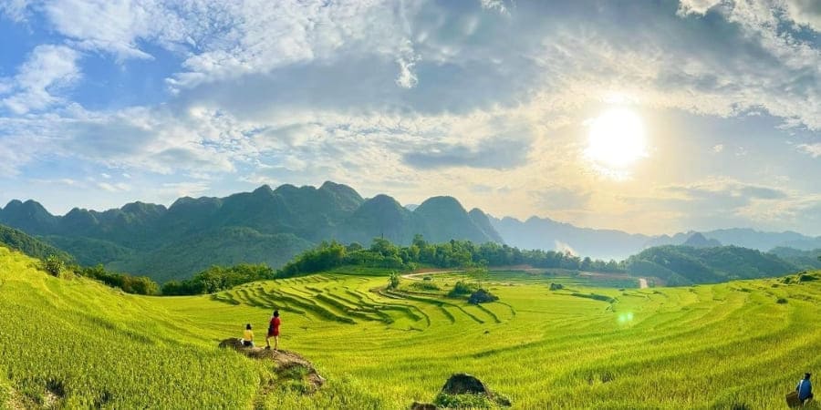 Golden rice fields ripen in May in Pu Luong