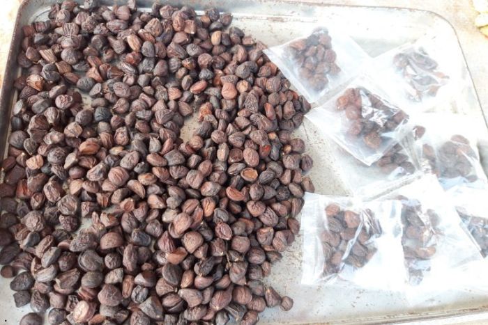 Doi seeds - Local Spice of Pu Luong