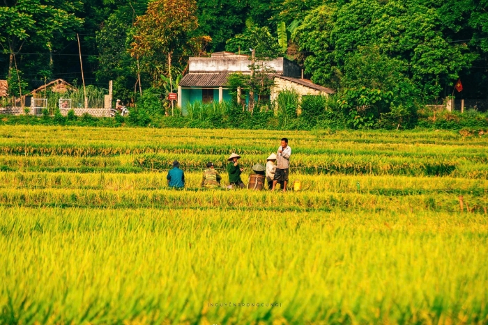 The terraced rice fields in Pu Luong in May