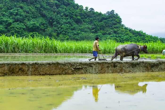 Plowing with buffalo in Son Ba Muoi village