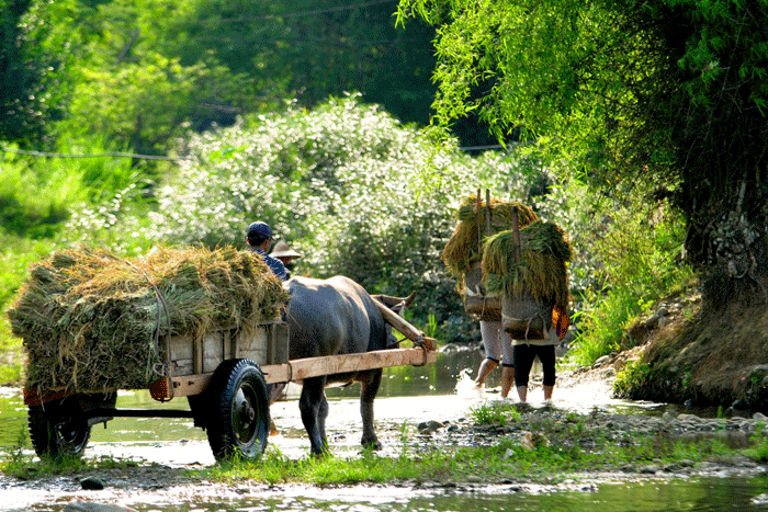 Farming activities in Son Ba Muoi village