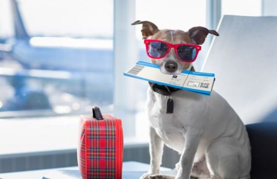How To Travel To Vietnam With A Pet?