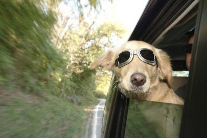 Traveling to Vietnam with your pet is becoming easier today 