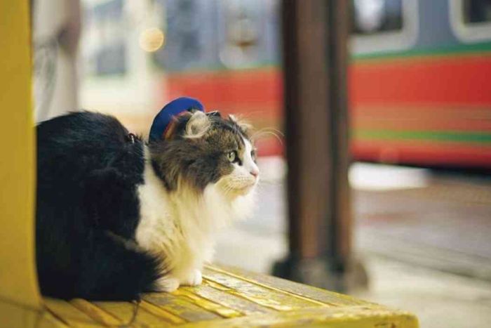 Preparing veterinary documents before traveling to Vietnam with a pet 