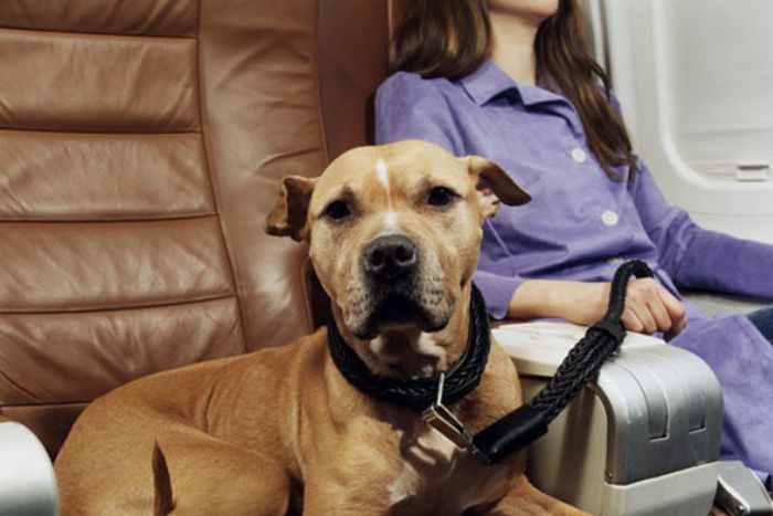 Traveling with a pet: cabin or cargo hold depending on weight 
