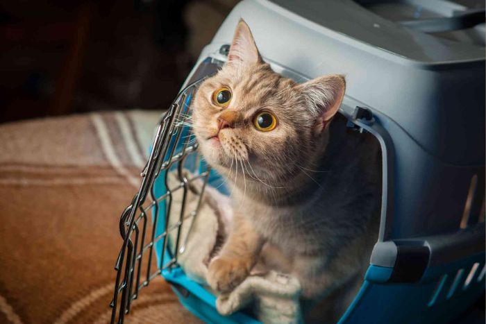 Choosing pet-friendly accommodation for a peaceful trip in Vietnam 