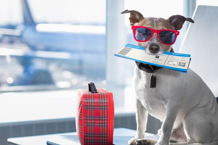 Preparing your dog well for a peaceful trip in Vietnam 