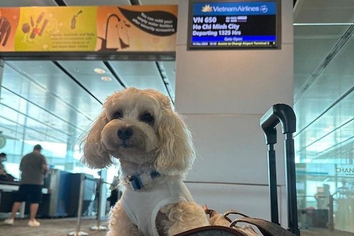 Vietnam pet travel formalities