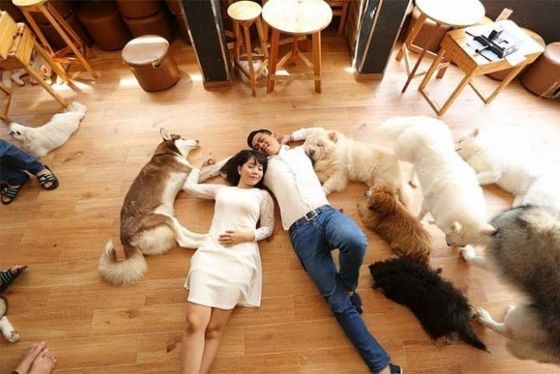 Traveling To Vietnam With Pet - Rules, Requirements And Quarantine