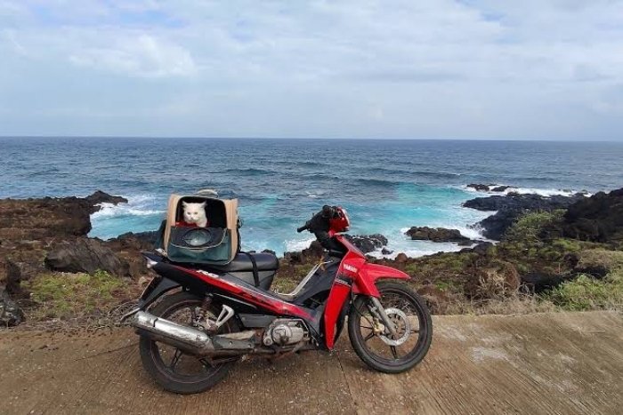 Useful tips when travelling in Vietnam with pet