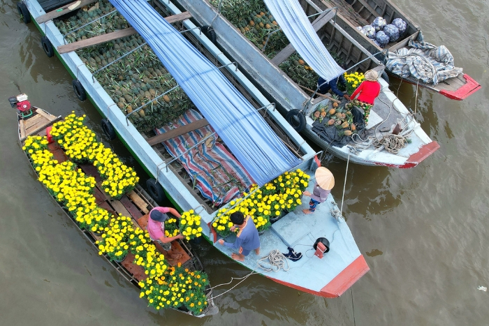 The vendors and inhabitants of the river buy marigold flowers to decorate their boats and welcome Tet