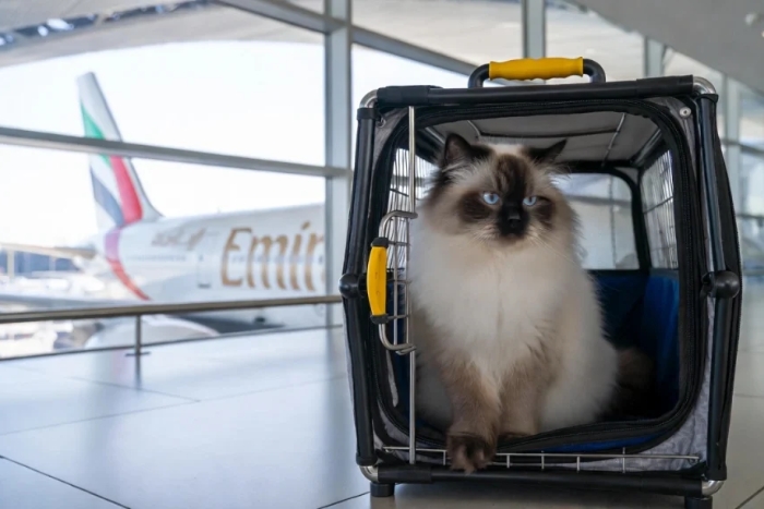 Pets travel to Vietnam on Emirates
