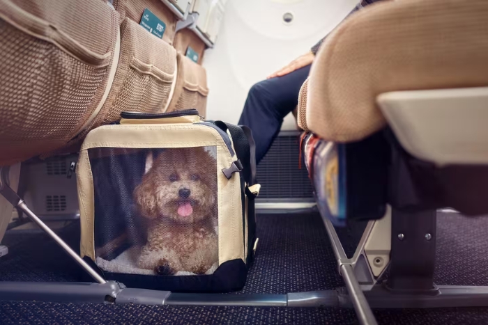 Pets are allowed to travel in Economy and Business on Etihad Airways