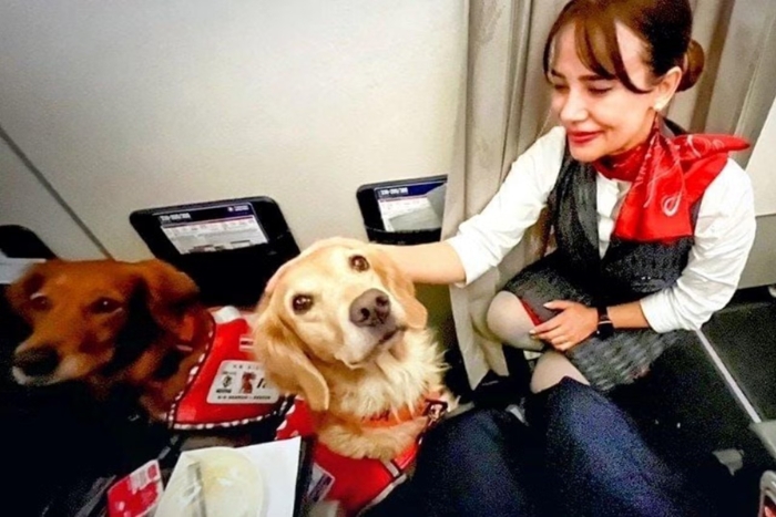 Turkish Airlines allows dogs weighing up to 8 kg to travel in the cabin