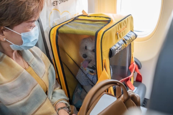 Thai Airways is a pet-friendly airline
