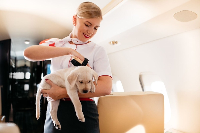 Traveling with pets to Vietnam