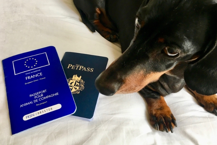 What documents are required to bring a dog into Vietnam?