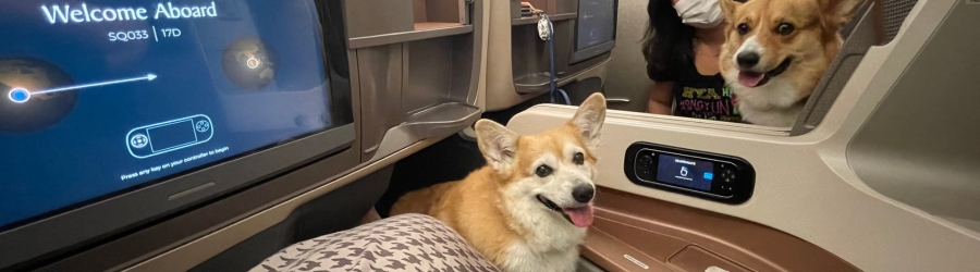 What are the best airlines for traveling with pets to Vietnam?