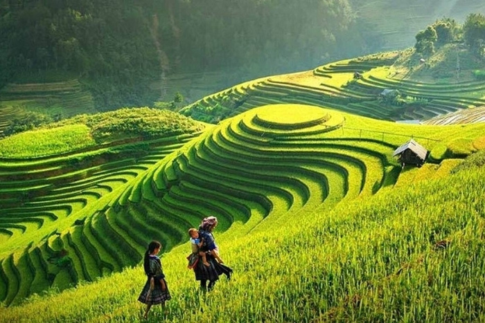 Best period to see green rice terraces