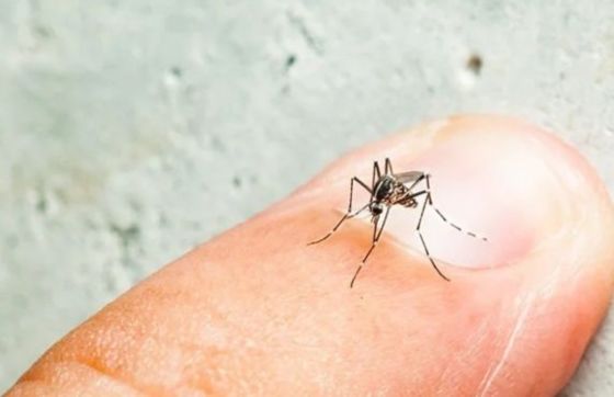 Mosquito In Vietnam - How To Avoid Mosquito Bites And Dengue Fever?