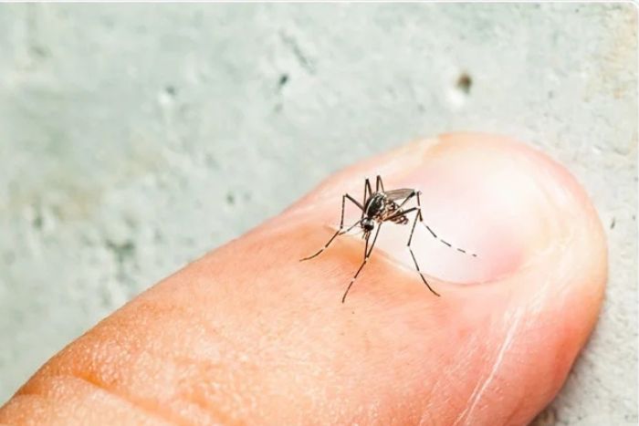 Aedes mosquito responsible for dengue fever
