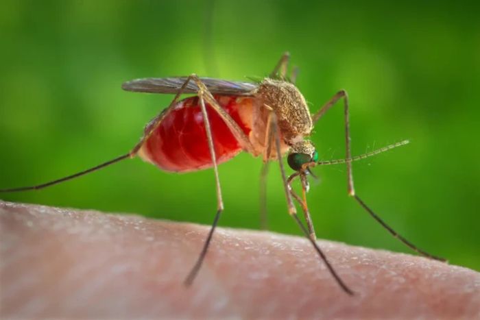 Mosquito season in Vietnam