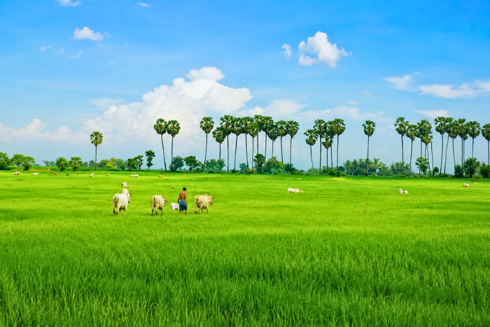 Rural landscapes in Battambang Cambodia in summer