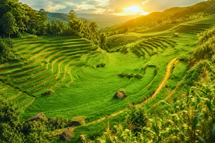 Lush rice fields in the mountains of Northwest Vietnam in June
