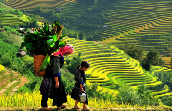 When To Visit Rice Fields In Vietnam? Things To Know About Rice Fields