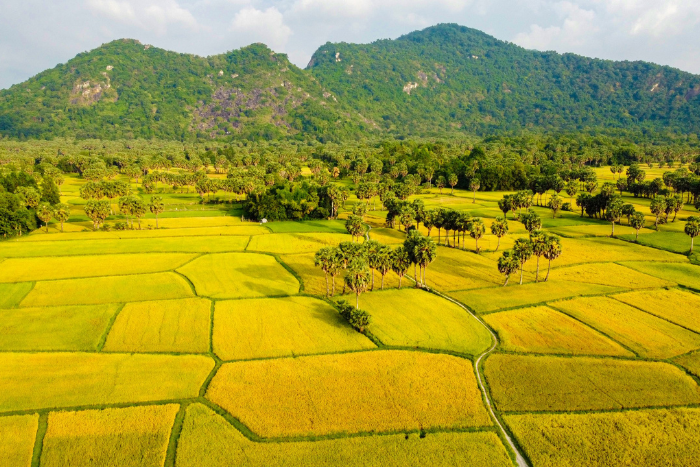 Where to see rice fields South Vietnam? Explore the Ta Pa rice fields, An Giang