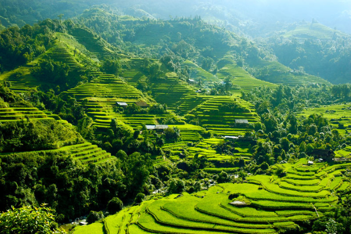 When to visit rice terraces in Vietnam? Visit Hoang Su Phi green rice terraces, Ha Giang