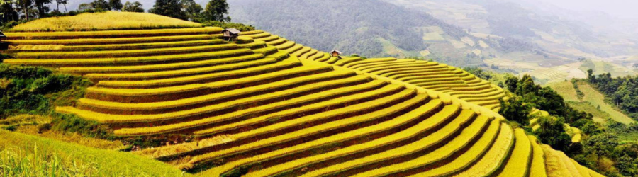 Visiting Vietnam rice fields - a must-do during your trip