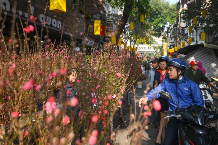 Local people choose the best peach blossoms for their own to prepare for Tet holiday in Vietnam